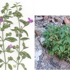 Image result for Marsdenia cynanchoides