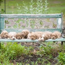 Among these are the breeder's reputation, the pup's age, genetics, health, and bloodline. 5 Things To Know About Cockapoo Puppies Greenfield Puppies