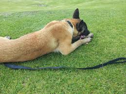 The secret service uses the malawa dog to guard the white house. Belgian Malinois Breeders In Portland Oregon Pure Malinois