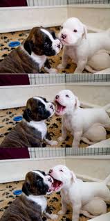 Ok We Re Gonna Practice This Again Ready No That S Not The Way Ya Kiss Never With Yer Mouth Open Boxer Puppies Boxer Dogs Boxer Puppy