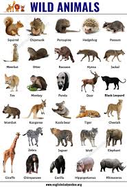 Wild Animals List Of 30 Popular Names Of Wild Animals In English English Study Online Wild Animals List Animals Name In English Animals Wild
