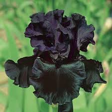 Lift the clump of iris plants from the ground with a spade or fork. Black Iris Shop Our Black Bearded Iris Bulbs Breck S
