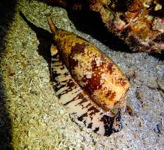 A glimpse into the genetics of life on earth. Geography Cone Snail One Of The Most Poisonous Creatures On The Planet Night Dive Saipan Tg 5 Scuba