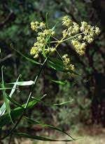 Image result for Flagellariaceae