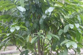 Daun kersen memiliki manfaat tentunya bukan tanpa alasan. Harga Tanaman Ini Melebihi Harga Emas Apakah Anda Memilikinya Sriwijaya Post