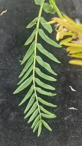 Image result for Astragalus atropilosulus