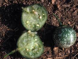 Check spelling or type a new query. What Fruit Is Growing On My Potato Plants Msu Extension