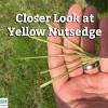 Weed control products for nutsedge and kyllinga. 1