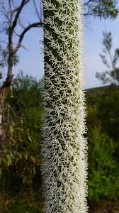 Image result for Xanthorrhoea australis