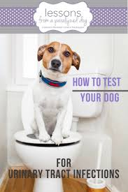 Pin On Dog Holistic Natural Remedies