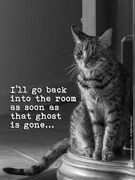 Cat meowing on a wall under the sun. Why Cats Stare At Nothing And Other Twilight Zone Behaviors Explained Zee Zoey S Cat Chronicles