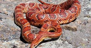 Black And Yellow Snake North Texas Is That Snake Venomous Corn Snake Snake Snake Photos