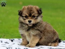 Black Bichon Frise Puppy For Sale Bichon A Ranian Puppies For Sale Greenfield Puppies Puppies Keeshond Puppy Greenfield Puppies