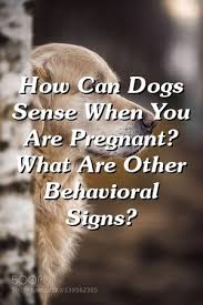 Faith Johnston How Can Dogs Sense When You Are Pregnant What Are Other Behavioral Signs In 2020