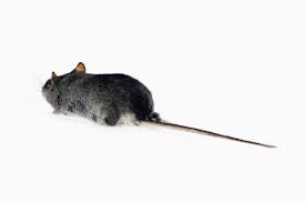 Image result for Pseudobromus