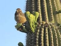 Did you scroll all this way to get facts about cactus wren? Cactus Wren Wikipedia