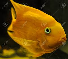 Coolest freshwater fish for your fish home. Yellow Parrot Fish In Freshwater Aquarium Stock Photo Picture And Royalty Free Image Image 102670267