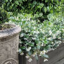 Is star jasmine fast growing. Star Jasmine An Ideal Ground Cover With Perfumed White Star Shaped Flowers Australian Online Nursery The Plant Hub