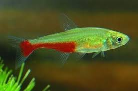 Green Fire Tetra Freshwater Aquarium Fish Aquarium Fish Freshwater Aquarium