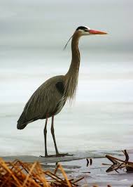 Small Bird With Long Legs And Long Beak Le Grand Heron Sea Birds Canadian Wildlife Long Legs