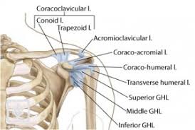 The most common shoulder injuries involve the muscles, ligaments, cartilage, and tendons, rather than the bones. Shoulder Anatomy World Frozen Shoulder Clinic