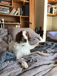 Irish Red And White Setter Fiagia Owns The Bed Red And White Setter Red And White White The irish setter is not recommended for apartment life unless the owners are active daily joggers or bikers and plan on taking the dog along with them. pinterest