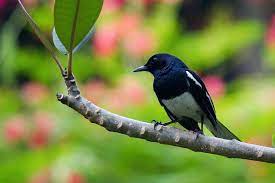 Download Suara Burung Kacer Gacor Masteran Om Kicau