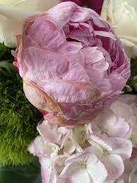 Offering a colorful variety or orchids, roses, and other rare import flowers with the elegance of. Banchet Flowers 40 E Putnam Ave Greenwich Ct Florists Mapquest