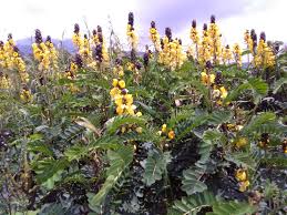 Image result for Microglossa densiflora