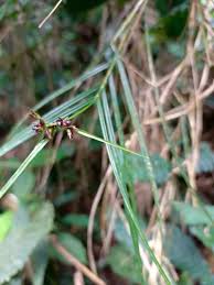 Image result for Scleria nyasensis
