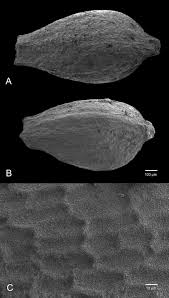 Image result for Pycreus xantholepis