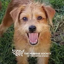 Maybe you would like to learn more about one of these? Cedar Bend Humane Society Inc Home Facebook