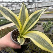 Image result for Sansevieria trifasciata