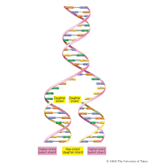 Dna worksheet answer key pdfall education. Dna Replication Flashcards Quizlet