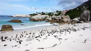 Zirka 2.000 verölte pinguine sind bereits am montag von robben island nach kapstadt gebracht worden. Pinguin Kolonie Boulders Beach Kapstadt Sudafrika Lizenzfreie Fotos Bilder Und Stock Fotografie Image 33122891