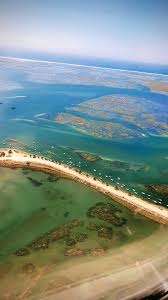 Image result for Faroa duvigneaud