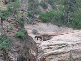 Zion National Park Yes There Is Bears Ut National Parks Zion National Park Park Ranger