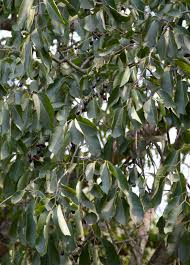 Image result for Syzygium cumini