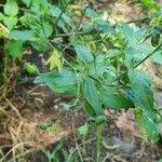 Image result for Justicia scandens