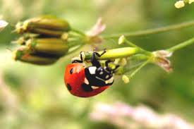 Maybe you would like to learn more about one of these? Lifecycle Of The Ladybug In The Garden From Egg To Yellow To Red With Dots