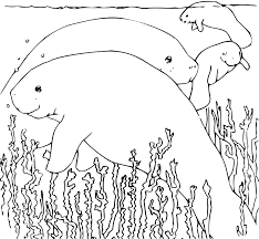 Print or download  grey scale flower coloring pages for adults  page 1 in pdf, png vector files format from flower coloring pages for adults a free printable image/picture to color offered by inkmandala. Coloring Book Manatee Openclipart