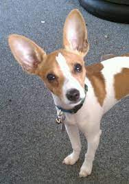 Pin By Anna Garcia On Ratties Rat Terrier Dogs Rat Terriers Rat Terrier Puppies