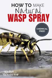 However learning to seal those places with caulking or patching holes in your window screens should help deter bees and wasps from your home. Natural Wasp Killer Get Rid Of Wasp Nests Without Chemicals Kitchen Stewardship Caring For All Our Gifts