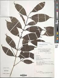 Image result for Tricalysia pallens