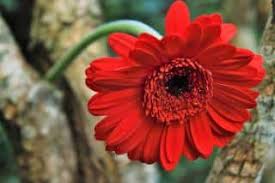 Image result for Gerbera viridifolia