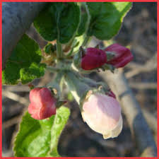Grafting is used for two principal reasons: Planning A Home Orchard Cross Pollination And Spacing Trees For Best Fruit Production Dave S Garden