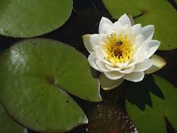 Image result for Nymphaea divaricata