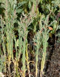 Image result for Suaeda plumosa