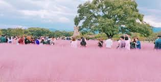 Pink Muhly Grass Korea 4 Best Spots To See Pink Muhly Grass In South Korea Living Nomads Travel Tips Guides News Information Pink Grass Grass Dream Destinations