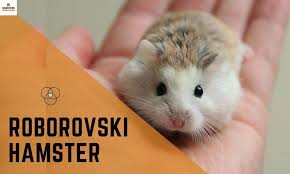 • keep grass and shrubbery within 100 feet of the home well trimmed. Types Of Hamster Hamstershub